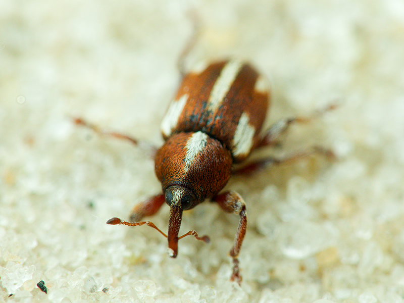 Tychius quinquepunctatus (Linnaeus, 1758)